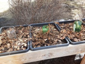 strawberry plants