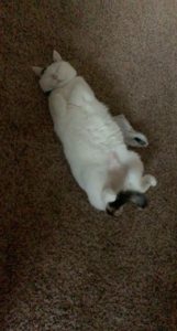 Ms. Rosie